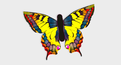 Butterfly.jpg